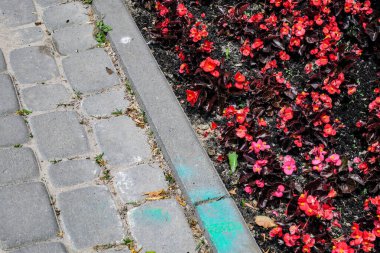 Kaldırımda asfalt ve çiçek tarhında güzel çiçekler
