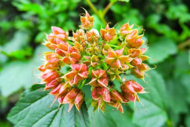 Nehir kenarındaki parkta kırmızı renkli çalı