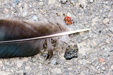 Yerdeki bir kuşun siyah tüyü