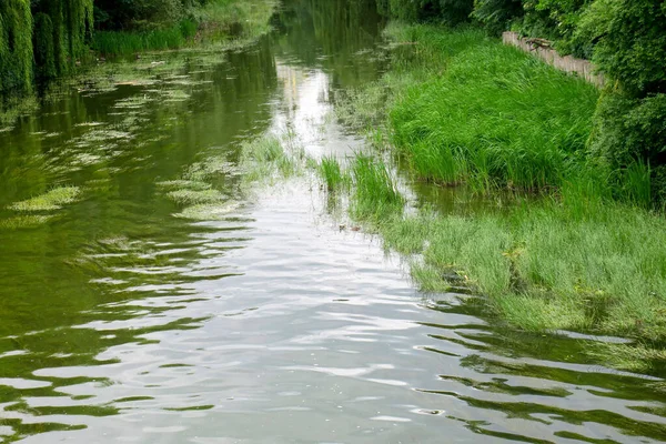 Eau Dans Rivière Roseaux Près Rivage — Photo