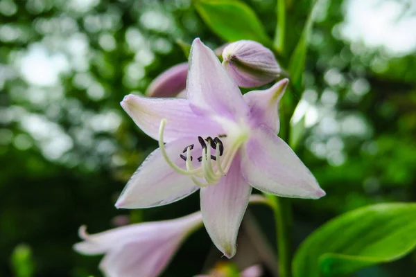 緑の茂みの上の美しいピンクの花 — ストック写真