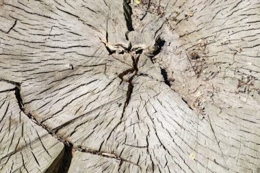 Eski kuru ağaç, kestane veya kavak kökü dokusu