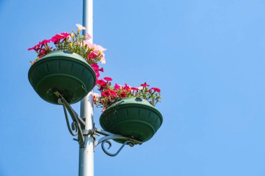 Kavanozdaki kırmızı çiçekler