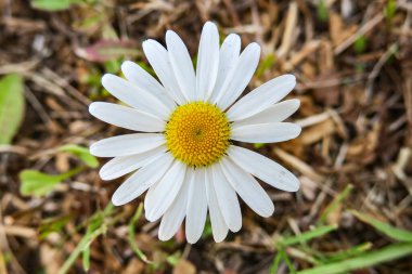 Beyaz sarı papatya çiçeği tarlada