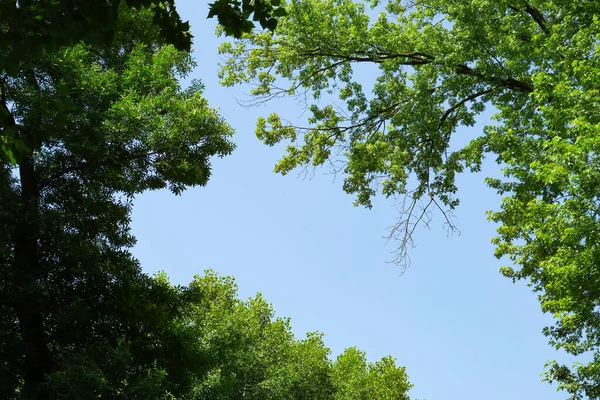 Błękitne Letnie Niebo Gałęziach Drzew Parku — Zdjęcie stockowe