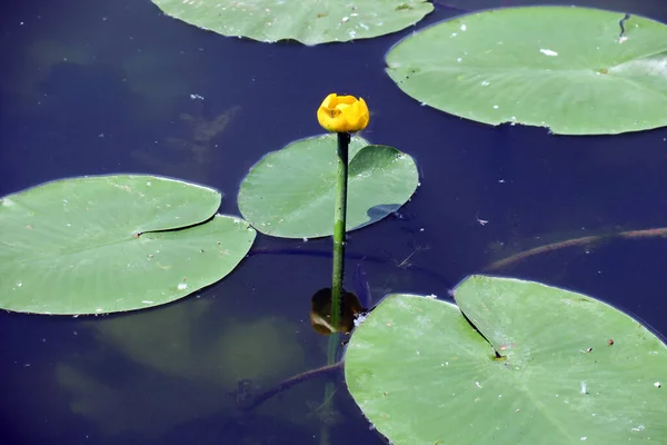 Bunga Lili Air Kuning Dalam Air Kolam — Stok Foto