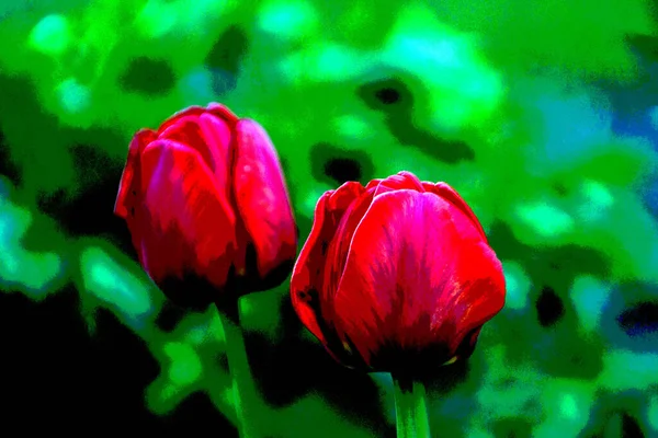 Tulipas Vermelhas Jardim — Fotografia de Stock