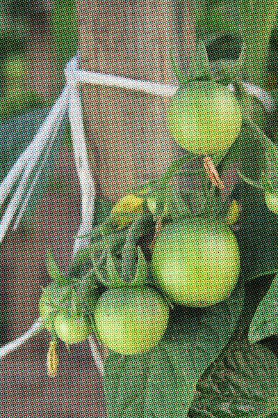 Fruta Del Tomate Verde Jardín —  Fotos de Stock