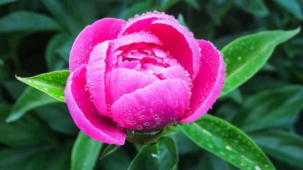 Gotas Rocío Pétalos Peonía Rosa Jardín — Foto de Stock