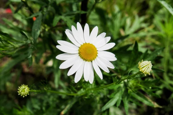 Krásné Divoké Květiny Zelená Tráva Blízkosti Dálnice — Stock fotografie