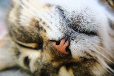 Beautiful striped pussy sleeps on the pavement in hot weather