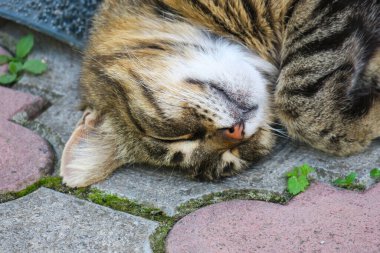 Beautiful striped pussy sleeps on the pavement in hot weather