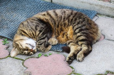 Beautiful striped pussy sleeps on the pavement in hot weather