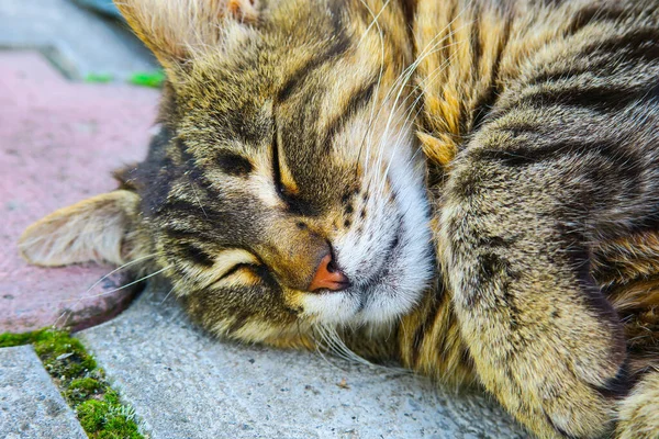 Beautiful Striped Pussy Sleeps Pavement Hot Weather — Fotografia de Stock