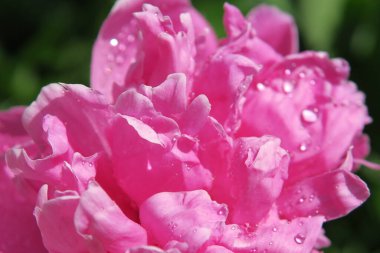 Bahçesinde çiy damlaları olan güzel pembe şakayık çiçeği