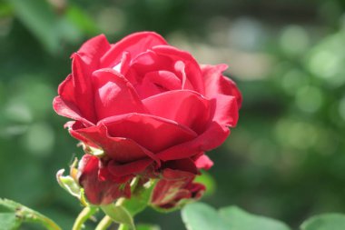 Ormanın yakınındaki bahçede güzel kırmızı gül çiçekleri