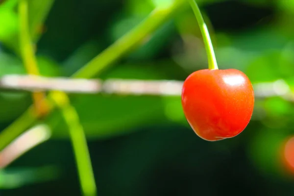 Baga Cereja Vermelha Uma Árvore Jardim — Fotografia de Stock