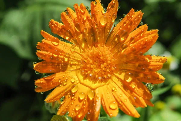 Hermosa Flor Amarilla Con Pétalos Gotas Agua —  Fotos de Stock