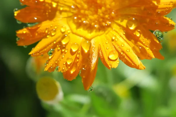 Schöne Gelbe Blume Mit Blütenblättern Und Wassertropfen — Stockfoto