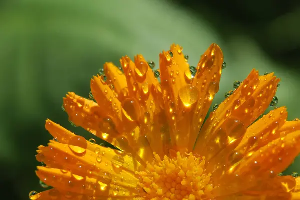 Hermosa Flor Amarilla Con Pétalos Gotas Agua —  Fotos de Stock