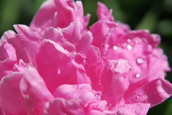 庭に落ちた美しいピンクの牡丹の花 — ストック写真
