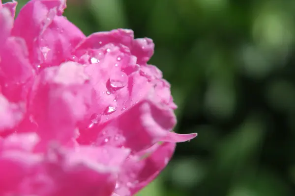 Beautiful Pink Peony Flower Dewdrops Garden — Stock Photo, Image