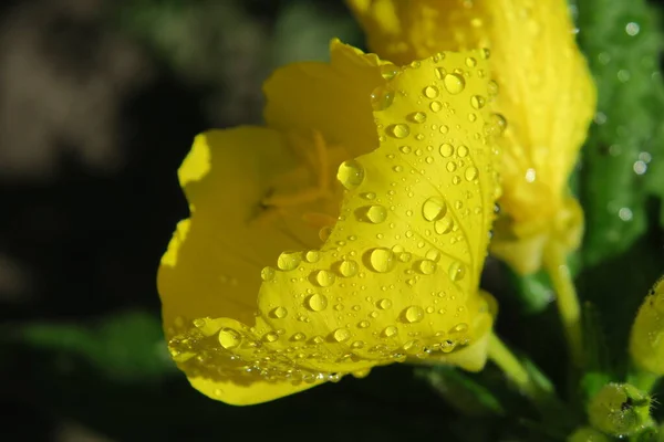 Bela Flor Amarela Com Pétalas Gotas Água — Fotografia de Stock