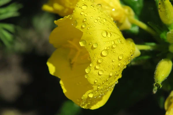 Красива Жовта Квітка Пелюстками Краплями Води — стокове фото