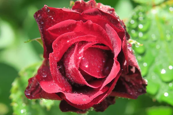 森林附近花园里美丽的红玫瑰花 — 图库照片