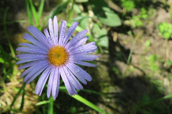 Beautiful Purple Flower Dewdrops Garden — Stock Photo, Image