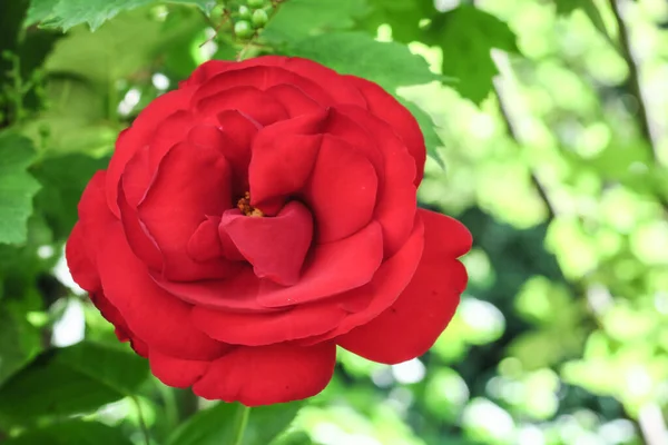 Gyönyörű Vörös Rózsa Virágok Kertben Közel Erdőhöz — Stock Fotó