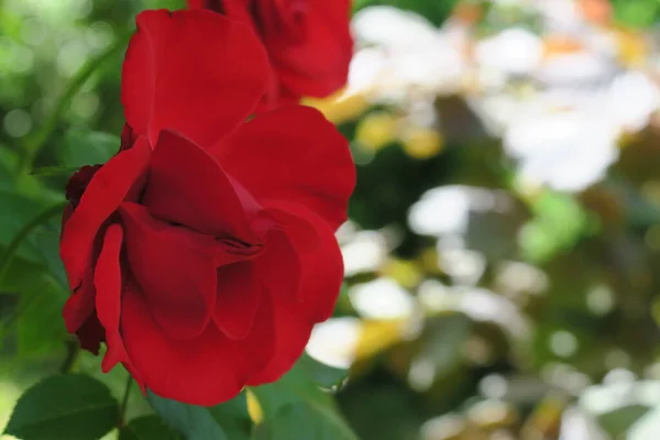 Bellissimi Fiori Rosa Rossa Nel Giardino Vicino Alla Foresta — Foto Stock