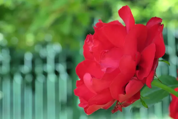 Mooie Rode Roos Bloemen Tuin Bij Het Bos — Stockfoto