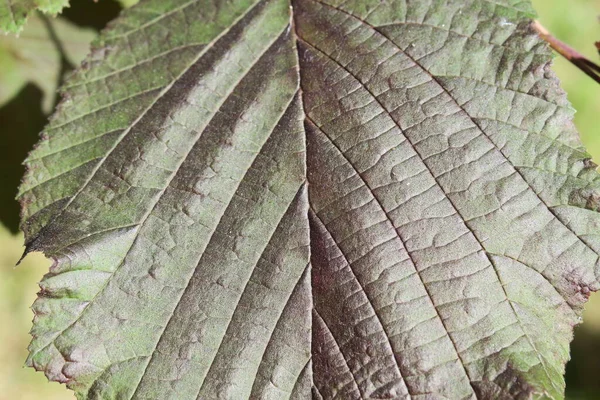 Зеленые Красные Листья Куста Фундука Саду — стоковое фото