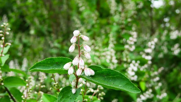 Vackra Små Vita Blommor Trädgården — Stockfoto