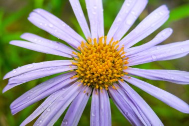Bahçedeki güzel mavi-sarı çiçek