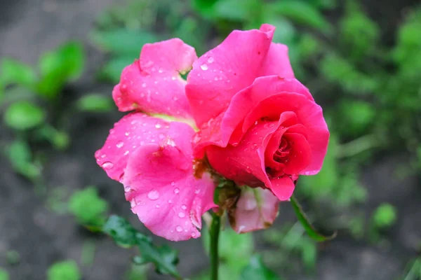 Rote Rosenblüte Garten — Stockfoto