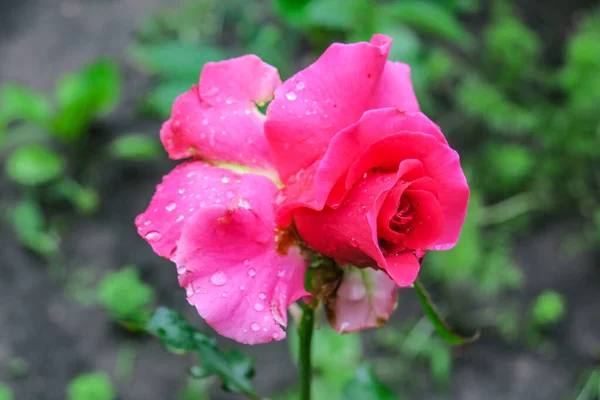 Rosa Roja Jardín — Foto de Stock