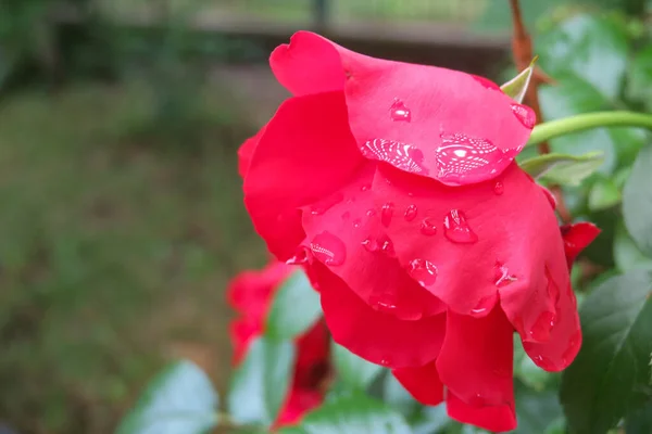 庭の赤いバラの花 — ストック写真