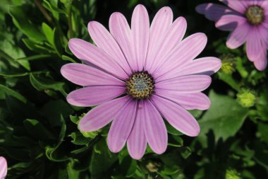 Şehirdeki parkta güzel kokulu çiçekler.