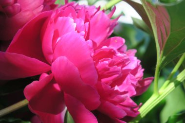 Bahçedeki güzel şakayık çiçeği