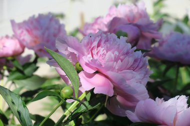 Bahçedeki güzel şakayık çiçeği