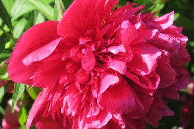 Bahçedeki güzel şakayık çiçeği