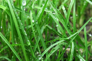 Yağmurdan sonra yeşil çimlerde çiy var.
