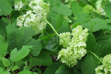 Bahçede beyaz çiçekler açar.