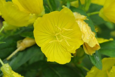 Güzel sarı çiçek yağmurdan sonra bahçede