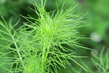 Yağmurdan sonra bahçede yeşil çimenler