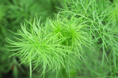 Yağmurdan sonra bahçede yeşil çimenler