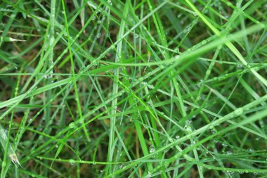 Yağmurdan sonra yeşil çimlerde çiy var.