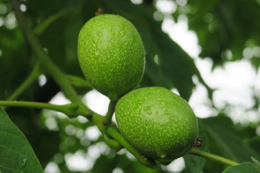 Yağmurdan sonra ağaçta yeşil ceviz